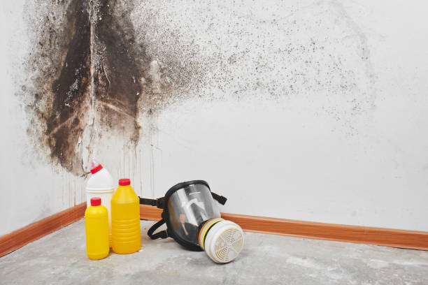 Best Residential Mold Remediation in Wimauma, FL