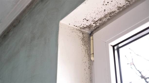 Best Black Mold Remediation in Wimauma, FL